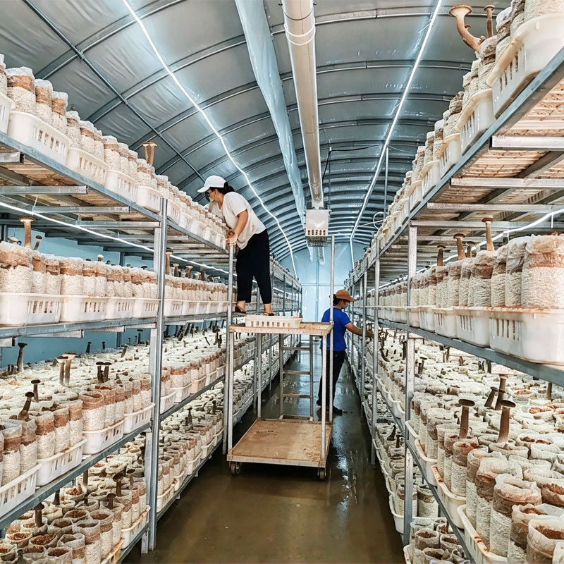 Air Purification for Mushroom Air Purification for Mushroom