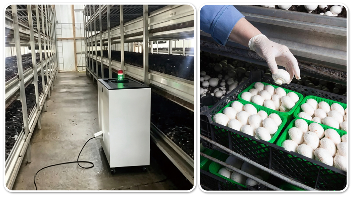 AirPurification for Mushroom