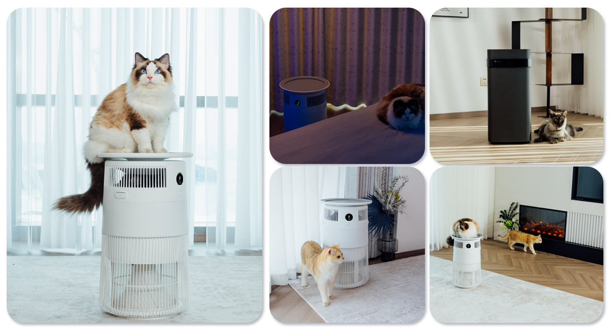 P50 for Pet.jpg